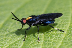 Cyphomyia