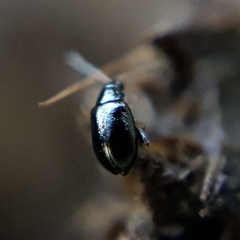 Aphthona