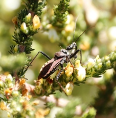 Rhynocoris