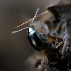 Aphthona