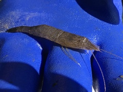 Crangon septemspinosa