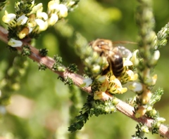 Apis mellifera capensis