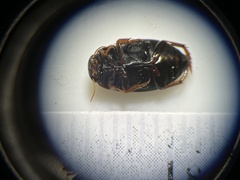 Agabinae