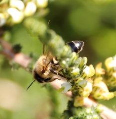 Apis mellifera capensis