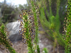 Microdon dubius
