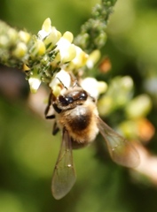 Apis mellifera capensis