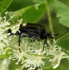 Hologymnetis cinerea