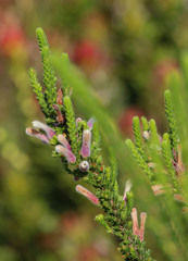 Erica perspicua