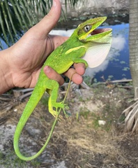 Anolis equestris