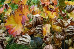 Darmera peltata