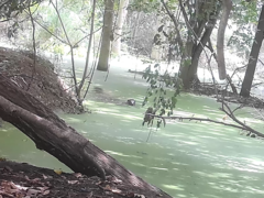 Lutrogale perspicillata