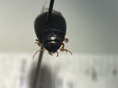 Agabinae