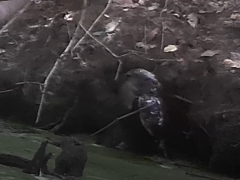 Lutrogale perspicillata