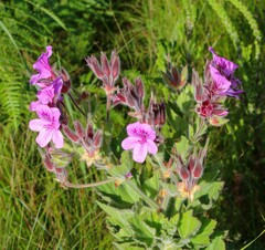 Pelargonium cucullatum