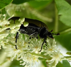 Hologymnetis cinerea