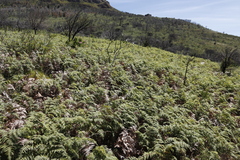 Pteridium aquilinum capense