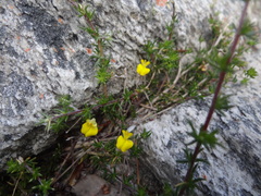 Aspalathus retroflexa