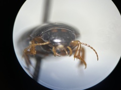 Agabinae