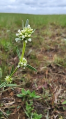 Spermacoce natalensis