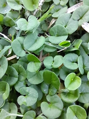Dichondra