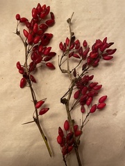 Berberis vulgaris
