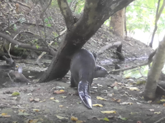 Lutrogale perspicillata perspicillata