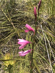Watsonia borbonica