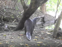 Lutrogale perspicillata perspicillata