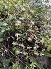 Clematis peterae lishanensis