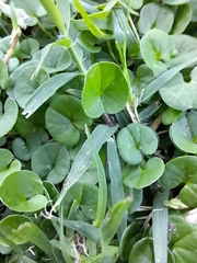 Dichondra