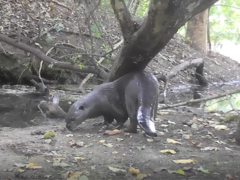 Lutrogale perspicillata perspicillata