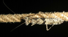 Schizomantodea