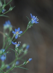 Eriastrum sapphirinum sapphirinum