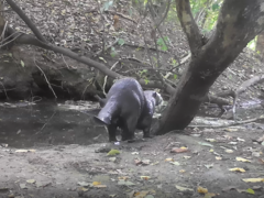 Lutrogale perspicillata perspicillata