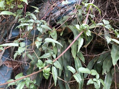 Clematis peterae lishanensis