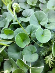 Dichondra