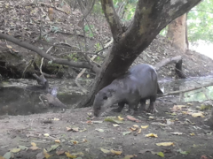 Lutrogale perspicillata perspicillata