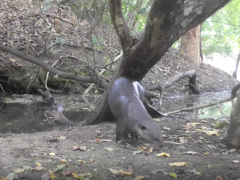 Lutrogale perspicillata perspicillata