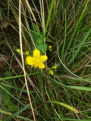 Hypericum aethiopicum