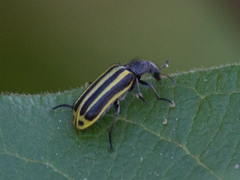 Astylus forcipatus