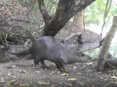 Lutrogale perspicillata perspicillata