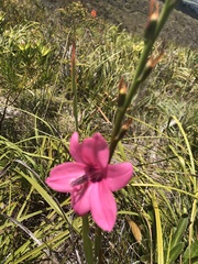 Watsonia borbonica
