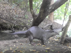 Lutrogale perspicillata perspicillata