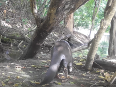 Lutrogale perspicillata perspicillata