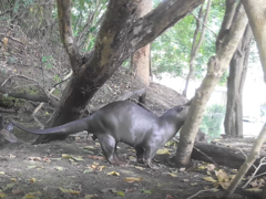 Lutrogale perspicillata perspicillata