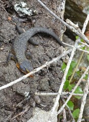 Ninurta coeruleopunctatus
