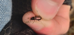 Agonum muelleri