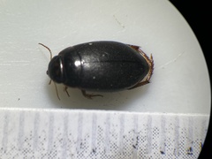 Agabinae