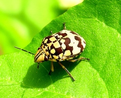 Orsilochides scurrilis