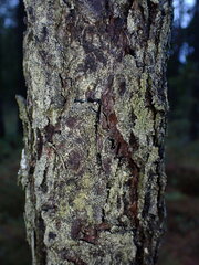 Hypocenomyce scalaris